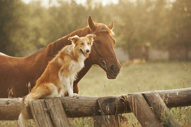 Pferdeverhaltensberater Ausbildung - fuchsfarbenes Pferd mit Border Collie neben einem Zaun bei Sonnenuntergang