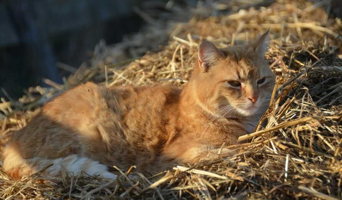 Psychosomatische Erkrankungen bei Katzen