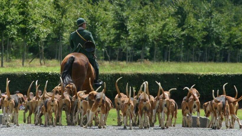 schleppjagden auf lebendes wild sind hierzulande verboten