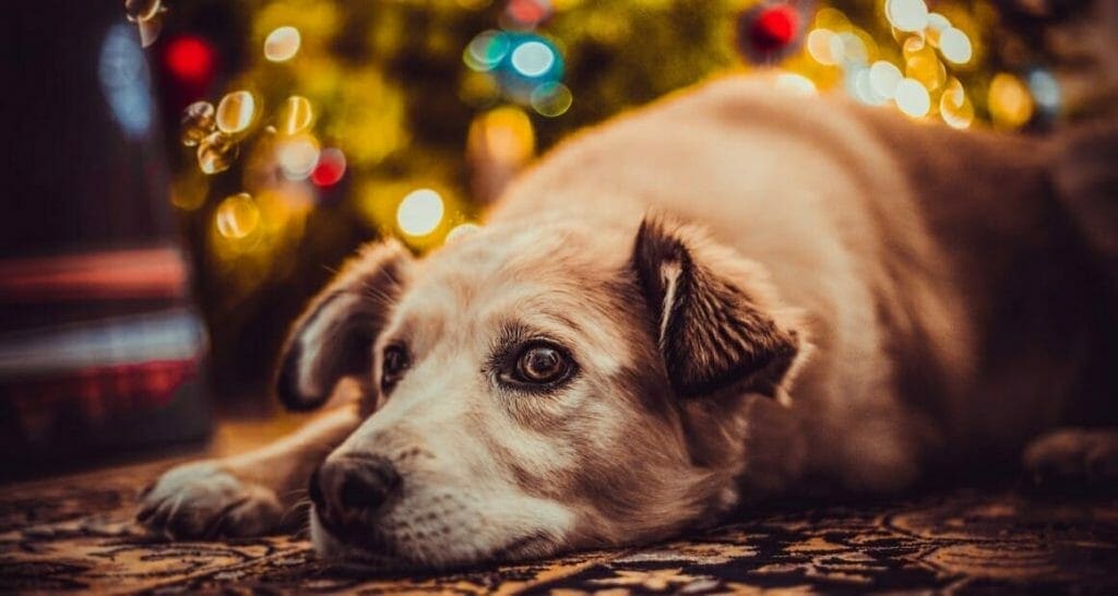 silvester angst und furcht beim hund der feine unterschied