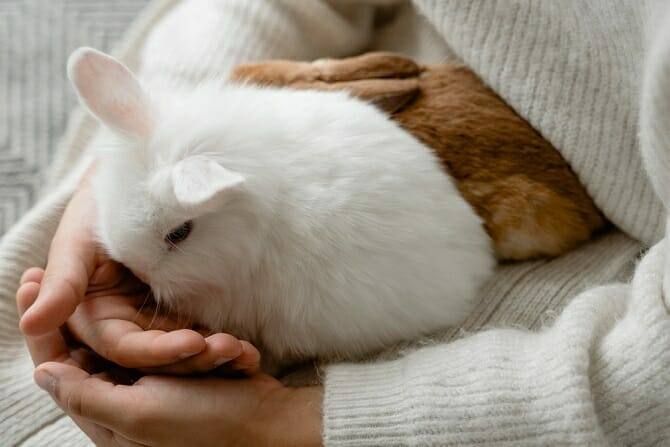 Tiergestützte Arbeit Ausbildung - Frau hält zwei Kaninchen auf dem Schoß