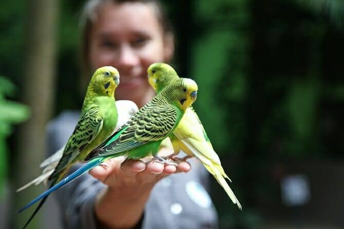 Tiergestützte Arbeit Ausbildung - glückliche Frau hält drei Wellensittiche auf der Hand