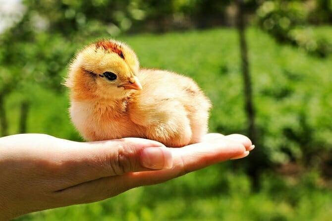 Tiergestützte Arbeit Ausbildung - Küken sitzt auf menschlicher Hand in der Natur