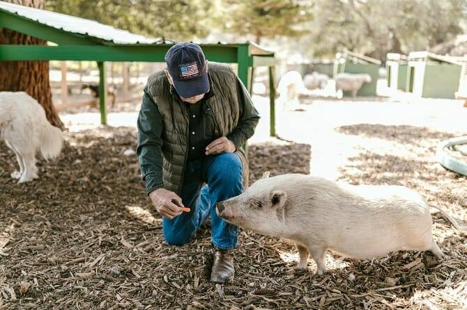 Tiergestützte Arbeit Ausbildung - Mann füttert Schwein