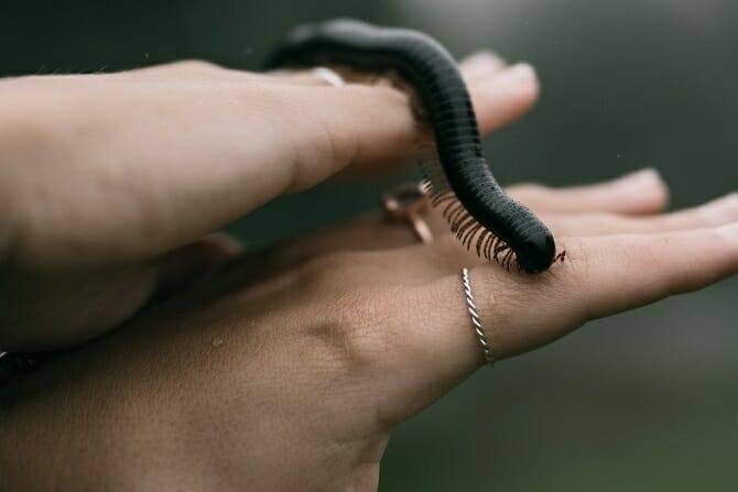 Tiergestützte Arbeit Ausbildung - Tausendfüßler auf der Hand