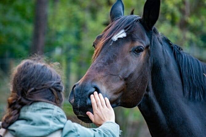 Tierpsychologie Ausbildung - dunkles Pferd schnuppert an der Hand einer Frau mit braunen Haaren