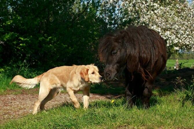 Tierpsychologie Ausbildung - freundlicher Retriever und rappfarbenes Pony lernen sich kennen