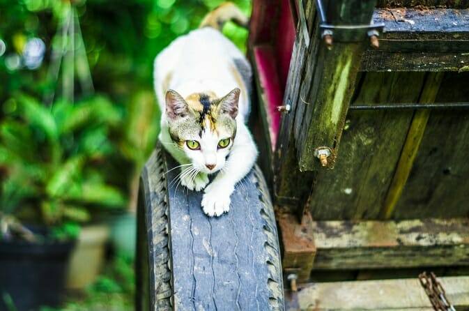 Tierpsychologie Ausbildung - Katze schleicht sich auf einem alten Reifen an