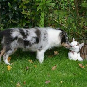 Tierpsychologie Ausbildung - Katze wird von freundlichem Hund am Gartenzaun beschnuppert