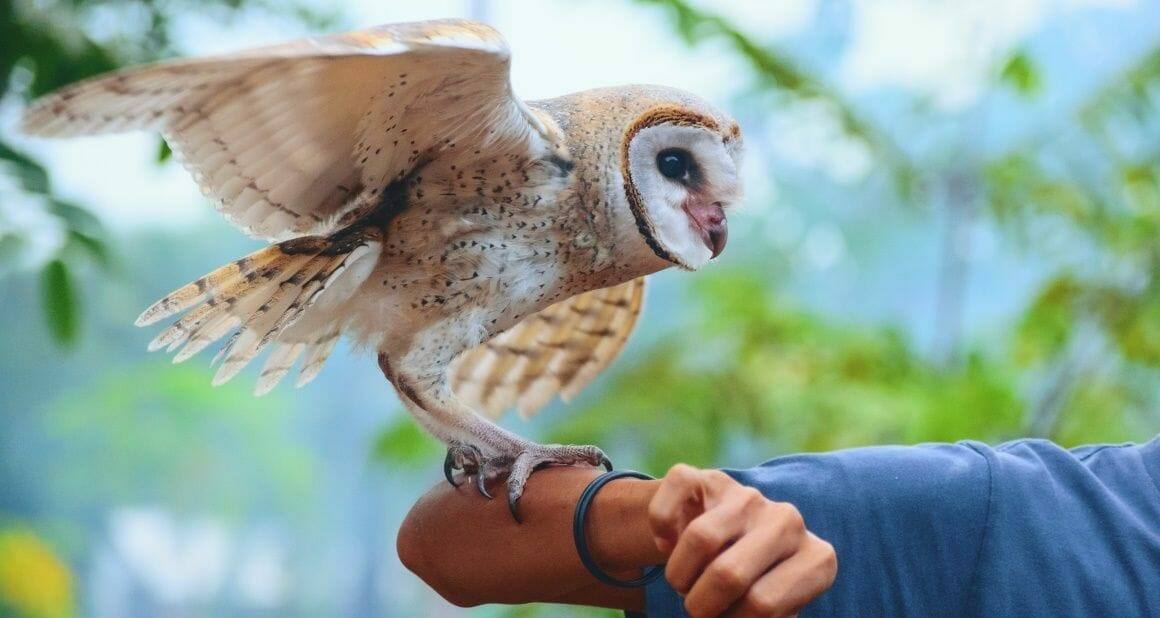 Tiertrainer-Ausbildung bei der ATN: Ein fulminanter Auftakt