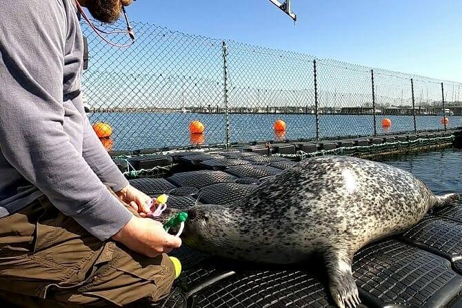 Tiertrainer Ausbildung - Mann trainiert Robbe auf dem Wasser