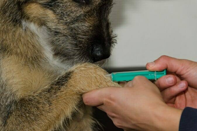 Tiertrainer Ausbildung - Medical Training mit Spritze beim Hund