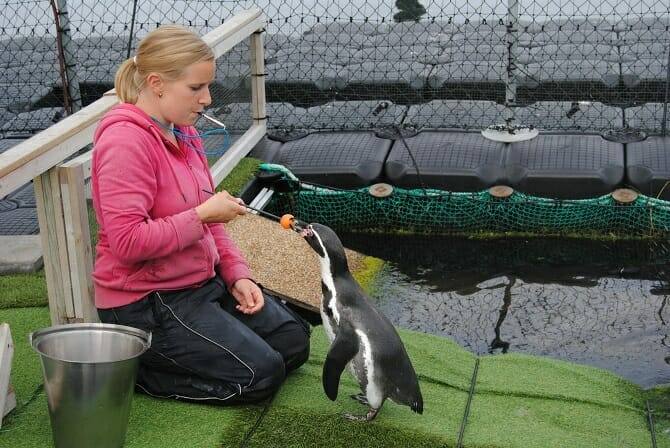 Tiertrainer Ausbildung - Target Training mit einem Pinguin