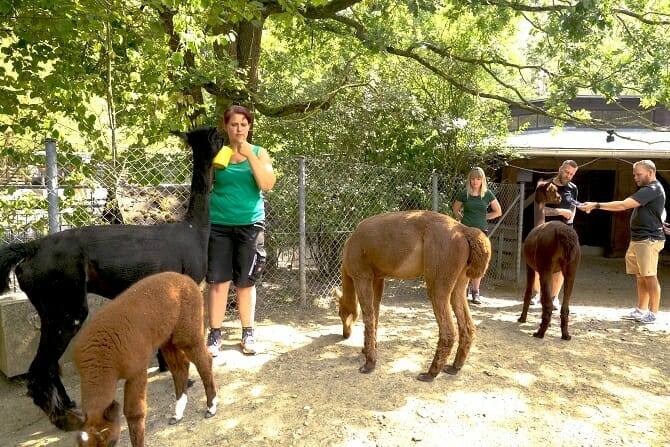 Tiertrainer Ausbildung - Trainer arbeiten mit Alpakas im Zoo