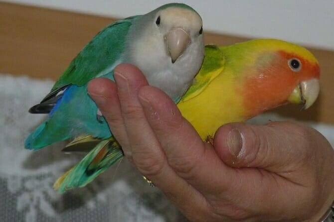 Tiertrainer Ausbildung - zwei Agaporniden auf menschlicher Hand