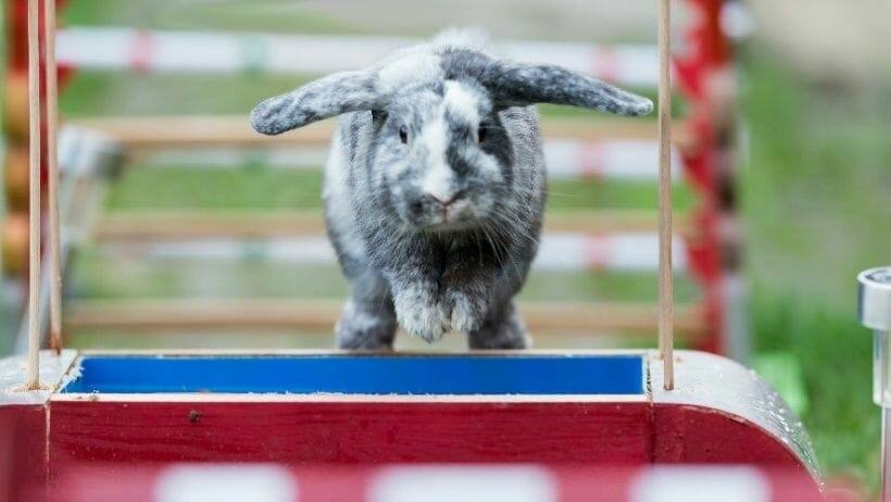 tiertraining mit haustieren wie etwa kaninchen