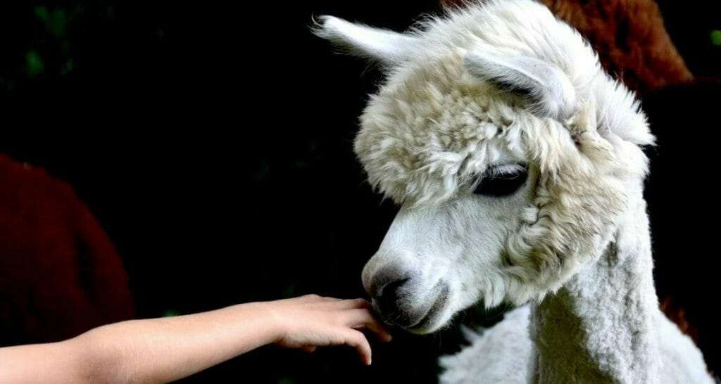 zootiertraining fuer alle tierarten ein neues projekt im hofer zoo