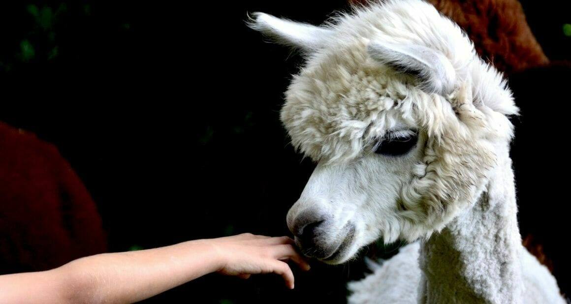 Zootiertraining für alle Tierarten – ein neues Projekt im Hofer Zoo