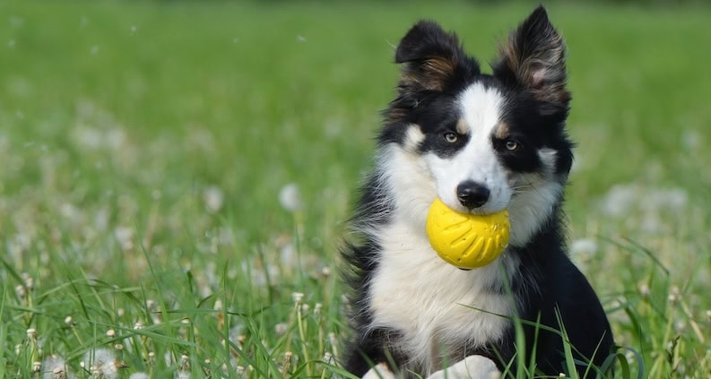 atn magazinartikel baljunkie border collie 672599 1280 Nicht alle Hütehunde haben ein normales Risiko, zum Balljunkie zu werden
