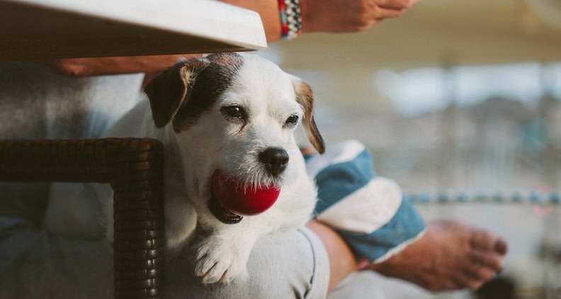 atn magazinartikel balljunkie Balljunkie Terrier