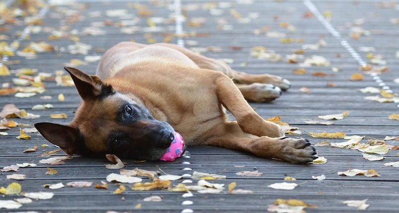 atn magazinartikel balljunkie malinois 672685 1280 Balljunkie Malinois