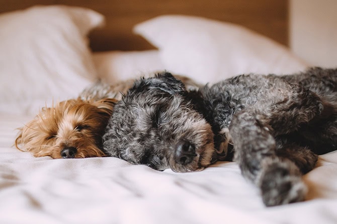 geraeuschangs hunde© pexels pixabay 670x447