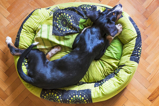 geraeuschangst Hunde 670x447© Mat Coulton auf