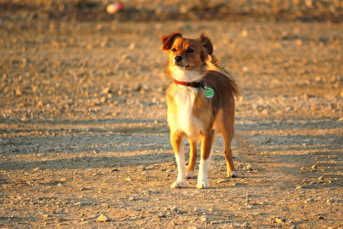 geraeuschangst hunde 670x447©jenni gut