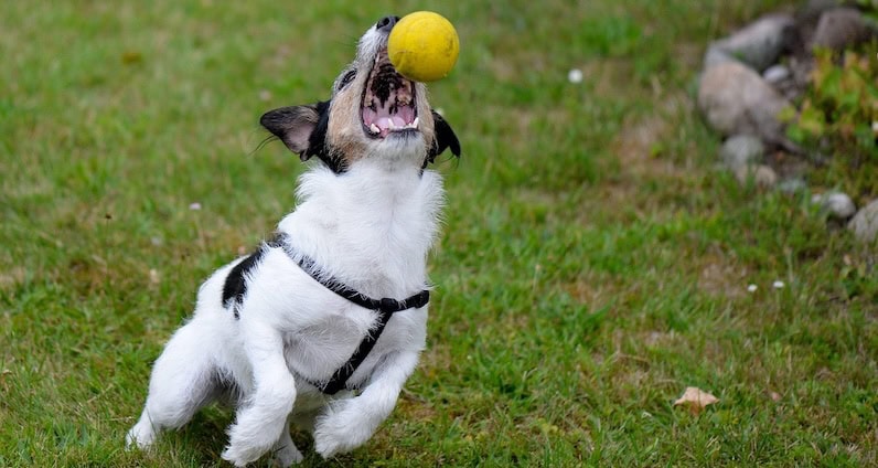 magazinartikel atn balljunkie terrier mit ball Balljunkie Jack Russell Terrier
