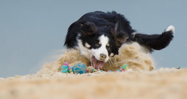 magazinartikel balljunkeie atn katrin b. ATN Akademie Online Magazin - Balljunkie Border Collie. Border Collie speilt im Sand und Jagt Spielzeug hinter her.