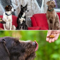 HVB_HVT Zweigeteiltes Bild, ersteres mit drei Hunden in Sitzposition und zweiteres mit Hund, der ein Leckerli erhält