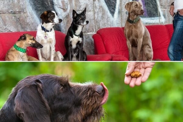 Zweigeteiltes Bild, ersteres mit drei Hunden in Sitzposition und zweiteres mit Hund, der ein Leckerli erhält