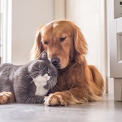 Verhaltensberater Lehrgang Hund Katze ATN - Hund und graue Katze kuscheln Verhaltensberater Lehrgang Hund Katze ATN - Hund und graue Katze kuscheln