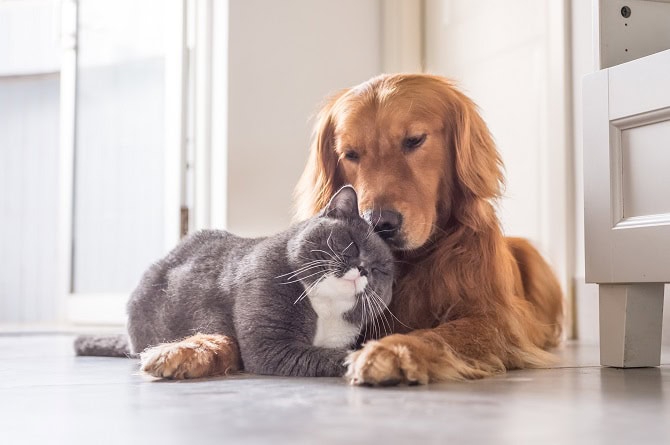 Verhaltensberater Lehrgang Hund Katze ATN - Hund und graue Katze kuscheln Verhaltensberater Lehrgang Hund Katze ATN - Hund und graue Katze kuscheln
