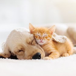 Verhaltensberater Lehrgang Hund und Katze ATN - Katze und Hund kuscheln Verhaltensberater Lehrgang Hund und Katze ATN - Katze und Hund kuscheln