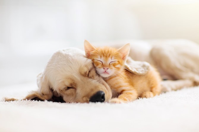 Verhaltensberater Lehrgang Hund und Katze ATN - Katze und Hund kuscheln Verhaltensberater Lehrgang Hund und Katze ATN - Katze und Hund kuscheln
