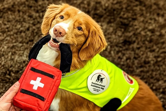 ATN Assistenzhundetrainer Ausbildung - Assistenzhund mit Weste und Rot Kreuz Tasche im Maul