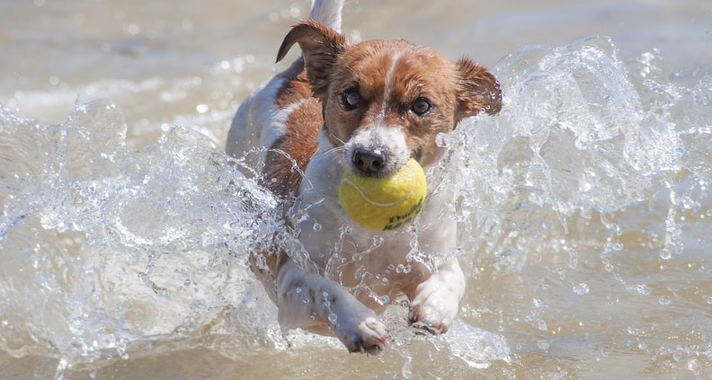 magazinartikel balljunkie atn zachtleven fotografie ATN Akademie Online Magazin - Balljunkie Jack Russell Terrier. Hund läuft im Wasser mit einen gelben Ball im Mund.