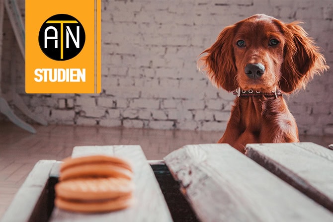 atn studien bello NEU ATN Akademie - Studien & Forschung