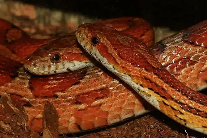 Tiergestützte Arbeit Ausbildung - TGA mit Kornnattern