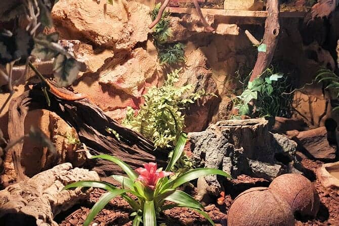 Tiergestützte Therapie Ausbildung - Terrariengestaltung für Schlangen