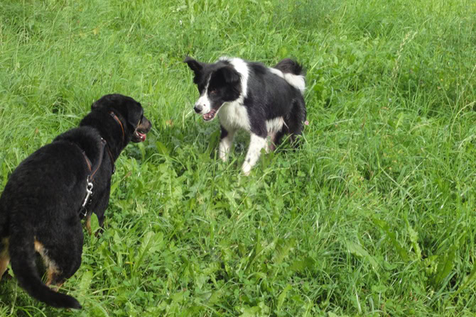 hundebegegnung zwei hunde gegenueber auf gruener wiese Hundebegegnung zweier mittelgroßer Hunde auf grüner wiese. Sie stehen sich gegenüber.