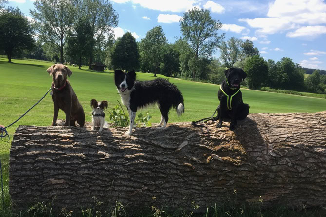 vier hunde im hundetraining auf baumstamm auf gruener wiese Vier Hunde unterschiedlicher Rasse und Größe im Hundetraining auf einem Baumstamm auf einer grünen Wiese