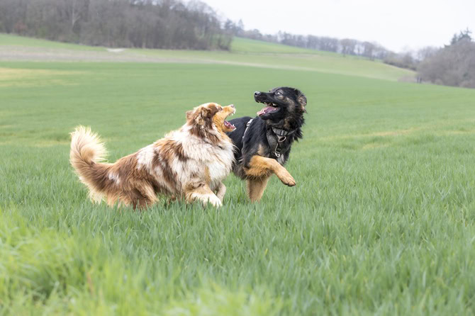 zwei langhaarige hunde spielen auf gruener wiese Braunweißer und schwarzbrauner Hund spielen und raufen auf grüner Wiese vor einem Wald