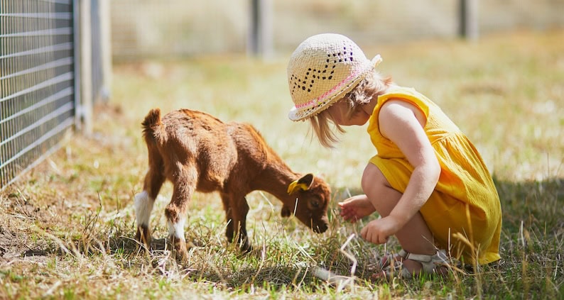 ATN_Reportage_Leben lernen mit Ponys und Alpakas_Kind_Ziege