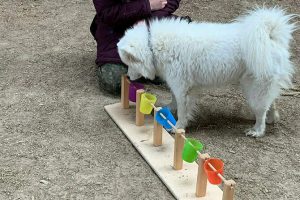 Hundetrainer Ausbildung - Training eines Samojedes mit kippbaren Bechern