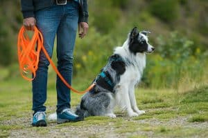 Hundetrainer Ausbildung - Border Collie an der Schleppleine