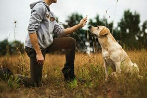 Hundetrainer Ausbildung - Hundetrainer gibt Hund Handzeichen