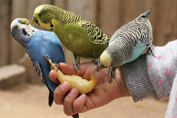 Tiergestützte Arbeit Ausbildung - drei Papageien fressen Apfel aus der Hand