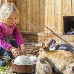 Tiergestützte Arbeit Ausbildung - junges blondes Kind im Stall füttert ihre Hasen Tiergestützte Arbeit Ausbildung - junges blondes Kind im Stall füttert ihre Hasen